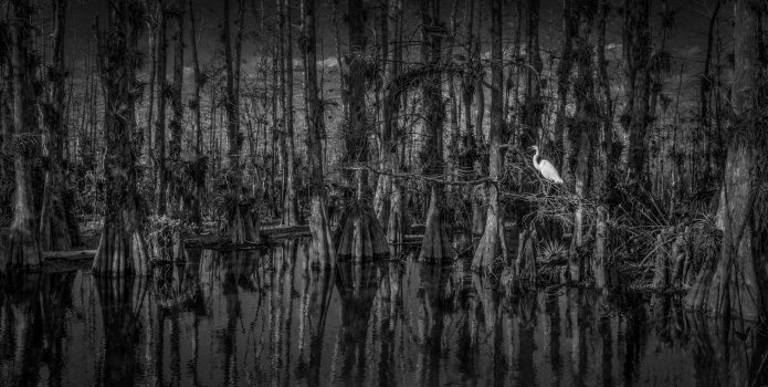 Everglades I