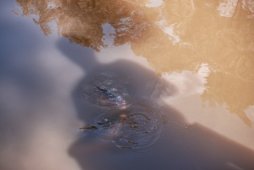 our hearts are like fish