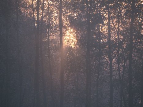 what did I dream again